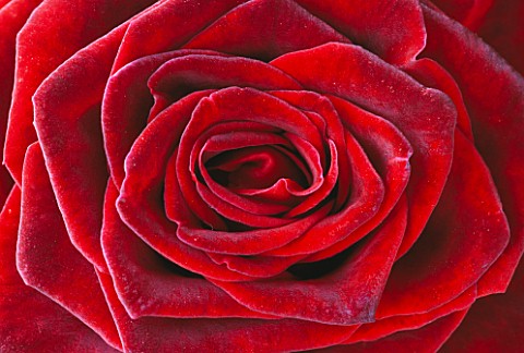 CLOSE_UP_OF_ROSE_BACCARA__THE_FLOWERBOX