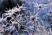 FROSTED ERYNGIUM BOURGATII PICOS BLUE  AT LADY FARM  SOMERSET