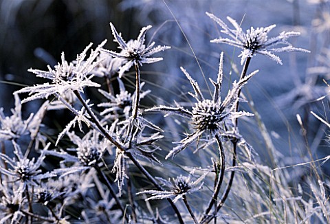 FROSTED_ERYNGIUM_BOURGATII_PICOS_BLUE__AT_LADY_FARM__SOMERSET