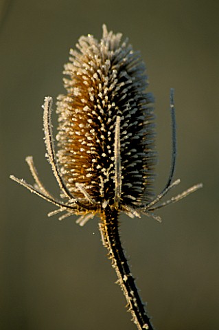 FROSTED_DIPSACUS_FULLONUM_TEASLE_AT_LADY_FARM__SOMERSET