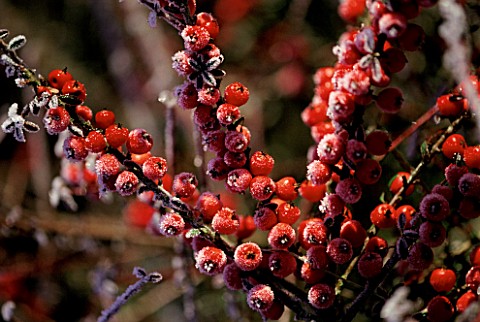 FROSTED_COTONEASTER_CONSPICUUS_DECORUS_AT_LADY_FARM__SOMERSET