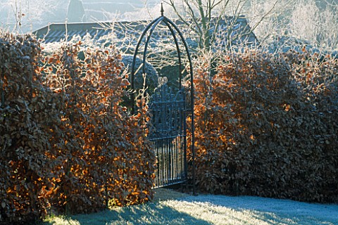 FROSTED_IRON_GATE_IN_BEECH_HEDGE_LEADING_TO_THE_FORMAL_GARDEN_AT_LADY_FARM__SOMERSET