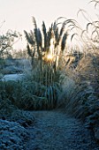 A FROSTED CORTADERIA SELLOANA RENDATLERI AT LADY FARM  SOMERSET