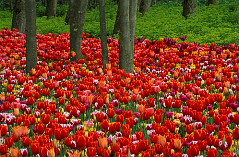 TULIPS_UNDER_TREES__FLORIADE_2002__HOLLAND