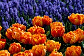 DOUBLE LATE FLOWERING TULIP ORANGE PRINCESS AND MUSCARI ARMENIACUM KEUKENHOF GARDENS  HOLLAND