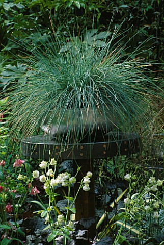 METAL_CONTAINER_PLANTED_WITH_FESTUCA_GLAUCA_BY_DAVID_ROSEWARNE_AND_MAGIE_GRAYCHELSEA_2002