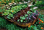 RAISED WICKER BED IN CHILDRENS GARDEN PLANTED LIKE A BOAT WITH CARROTS  SWISS CHARD  CHIVES  LETTUCE  RADISH  SPRING ONIONS  MARIGOLD AND STRAWBERRIES. CHELSEA 2002