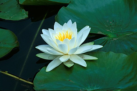 WHITE_NYMPHAEA_WATER_LILY_NOT_TO_BE_USED_FOR_PACKAGING