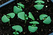 CLOSE-UP OF SEEDLINGS IN COMPOST (NOT TO BE USED FOR PACKAGING)
