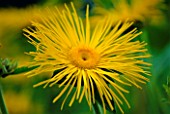 CLOSE-UP OF INULA MAGNIFICA SONNESTRAHL  (NOT TO BE USED FOR PACKAGING)