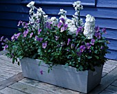 METAL CONTAINER ON TABLE WITH STOCKS AND BLUE VIOLAS. DESIGNER: CLARE MATTHEWS