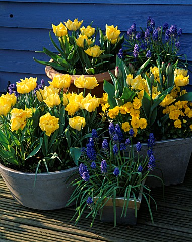 CONTAINERS_PLANTED_WITH_MUSCARI_ARMENIACUM__YELLOW_VIOLAS_AND_TULIP_MR_VAN_DER_HOEF_DESIGNER_CLARE_M
