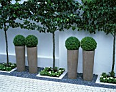 COURTYARD:  ICE WHITE SAWN GRANITE SETTS  EARTHENWARE POTS PLANTED WITH BOX BALLS  ESPALIERED PYRUS CALLERYANA CHAUNTICLEER AND BLCK MARBLE PEBBLES. DESIGN/CHARLOTTE SANDERSON