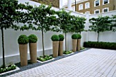 COURTYARD:  ICE WHITE SAWN GRANITE SETTS  EARTHENWARE POTS PLANTED WITH BOX BALLS  ESPALIERED PYRUS CALLERYANA CHAUNTICLEER AND BLCK MARBLE PEBBLES. DESIGN/CHARLOTTE SANDERSON