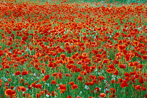 POPPY_MEADOW_PLANTING_IN_PRIVATE_OXFORDSHIRE_GARDEN