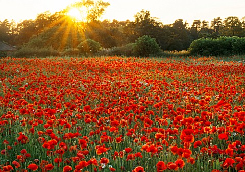 SUNSET_OVER_POPPY_AND_OXEYE_DAISY_MEADOW__OXFORDSHIRE