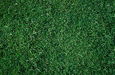 CLOSE_UP_OF_GRASS_NOT_FOR_PACKAGING_REUSE__FOC_BDH