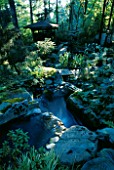 WATERFALL TUMBLE DOWN A HILL INTO THE KOI POND WITH INDONESIAN GAZEBO BESIDE IT IN THE WOODLAND  DESIGNERS: ILGA JANSONS AND MIKE DRYFOOS  SEATTLE  USA