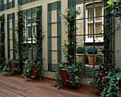 COURTYARD WITH DECKING  MIRRORS  TRELLIS  TERRACOTTA POTS WITH TRAILING IVY AND BRICK WALL. DESIGNER: CLAIRE MEE