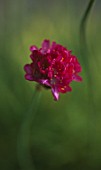 ARMERIA MARITIMA NIFTY THRIFTY USED IN  CLARE MATTHEWS PROJECT