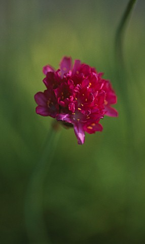 ARMERIA_MARITIMA_NIFTY_THRIFTY_USED_IN__CLARE_MATTHEWS_PROJECT