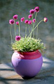 ARMERIA MARITIMA NIFTY THRIFTY IN PINK AND MAUVE CONTAINER. CLARE MATTHEWS PROJECT