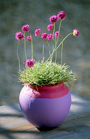 ARMERIA_MARITIMA_NIFTY_THRIFTY_IN_PINK_AND_MAUVE_CONTAINER_CLARE_MATTHEWS_PROJECT