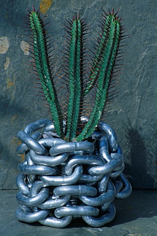 METAL_CHAIN_WRAPPED_CONTAINER_PLANTED_WITH_EUPHORBIA_PENTAGONA_CLARE_MATTHEWS_PROJECT