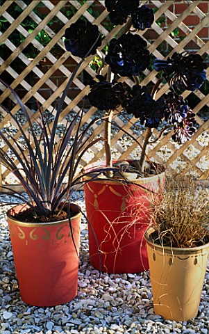 GROUP_OF_CONTAINERS_PAINTED_BY_CLARE_MATTHEWS_AND_PLANTED_WITH_A_PHORMIUM__AEONIUM_ZWARTKOP_AND_CARE