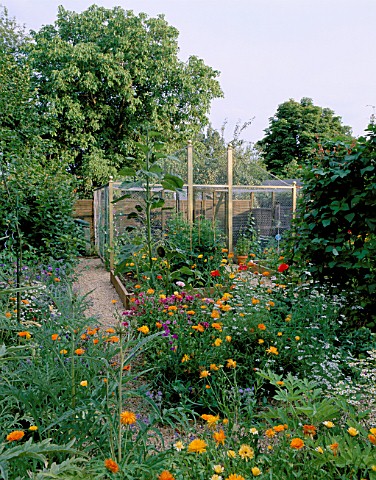 THE_POTAGER_WITH_MARIGOLDS_AND_SWEET_PEAS_IN_ROSEMARY_PEARSONS_GARDEN__READING