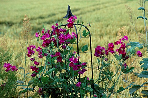 LAUNA_SLATTERS_GARDEN__OXFORDSHIRE_METAL_STAND_IN_FRONT_OF_WHEAT_FIELD_PLANTED_WITH_LATHYRUS_ODORATU