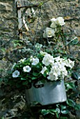 LAUNA SLATTERS GARDEN OXFORDSHIRE: OLD ALUMINIUM COOKING POT PLANTED WITH HELICHRYSUM  PETUNIA AND ROSE WHITE COCKADE