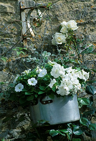 LAUNA_SLATTERS_GARDEN_OXFORDSHIRE_OLD_ALUMINIUM_COOKING_POT_PLANTED_WITH_HELICHRYSUM__PETUNIA_AND_RO