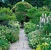 STONE PATH BETWEEN THE WHITE BORDERS LEADING TO A PORTUGAL LAUREL  PRUNUS LUSITANICA. CRATHES CASTLE GARDENS  SCOTLAND