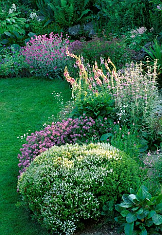 LAUNA_SLATTERS_GARDEN_OXFORDSHIRE_BORDER_BESIDE_POND_PLANTED_WITH_HEBE_RAKAIENSIS__PHUOPSIS_STYLOSA_