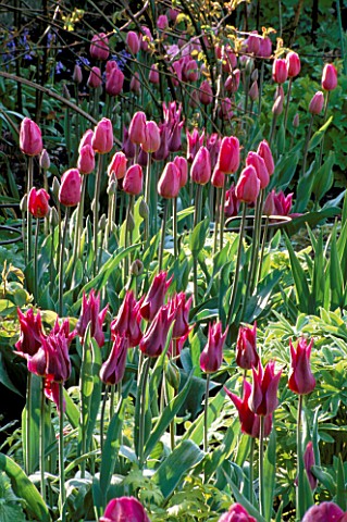 TULIPS_MAYTIME_AND_BLEU_AIMABLE_AT_HADSPEN_GARDEN__SOMERSET