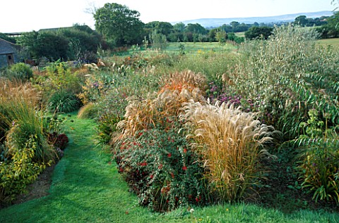 MARCHANTS_HARDY_PLANTS__EAST_SUSSEX_THE_LOWER_GARDEN_IN_AUTUMN_WITH_MISCANTHUS_KLEINE_FONTAINE__FUCH