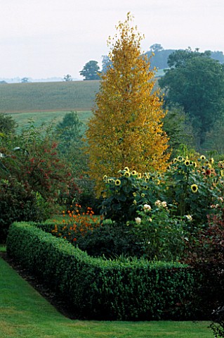 PETTIFERS_GARDEN__OXFORDSHIRE__DESIGNER_GINA_PRICE_THE_LOWER_PARTERRE_IN_AUTUMN_WITH_SUNFLOWERS__COS