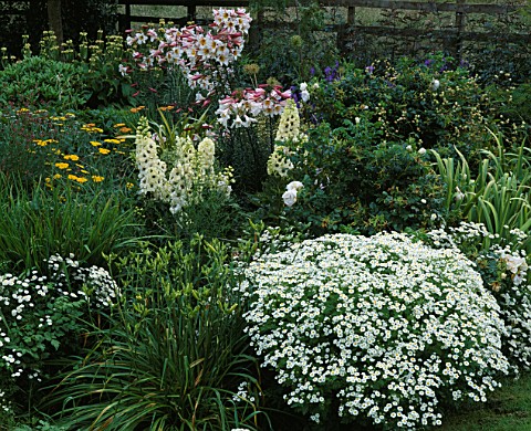 PETTIFERS_GARDEN__OXFORDSHIRE_CHARTREUSE_BORDER_IN_SUMMER_WITH_LILIUM_REGALE__DELPHINIUMS_AND_TANACE