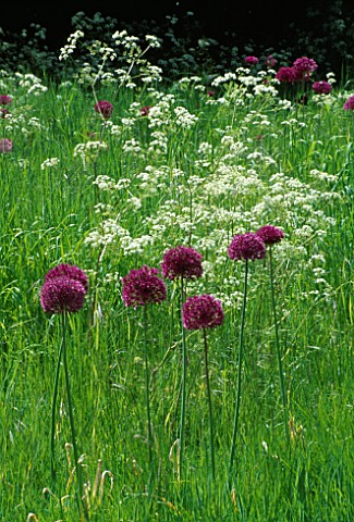 MEADOW_PLANTED_WITH_ALLIUM_PURPLE_SENSATION_AND_COW_PARSLEY_DESIGNER_ANGEL_COLLINS