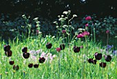 MEADOW PLANTED WITH ALLIUM PURPLE SENSATION  TULIP QUEEN OF NIGHT  AND COW PARSLEY. DESIGNER: ANGEL COLLINS
