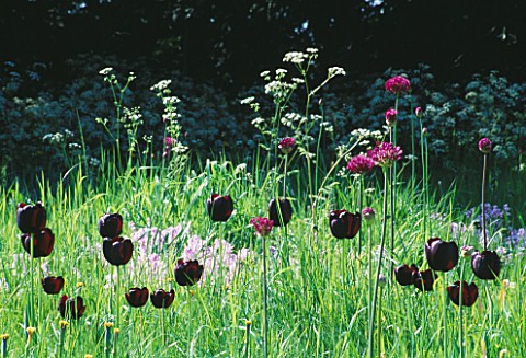 MEADOW_PLANTED_WITH_ALLIUM_PURPLE_SENSATION__TULIP_QUEEN_OF_NIGHT__AND_COW_PARSLEY_DESIGNER_ANGEL_CO