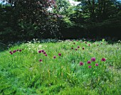 MEADOW PLANTED WITH ALLIUM PURPLE SENSATION  COW PARSLEY AND TULIP QUEEN OF NIGHT. DESIGNER: ANGEL COLLINS
