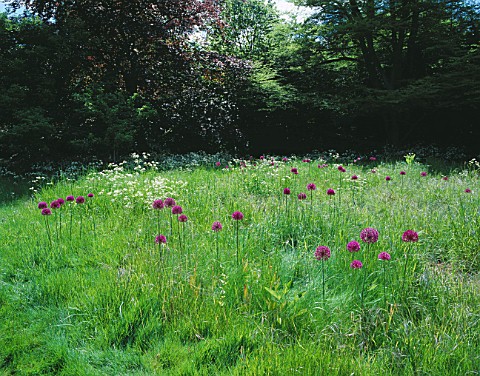 MEADOW_PLANTED_WITH_ALLIUM_PURPLE_SENSATION__COW_PARSLEY_AND_TULIP_QUEEN_OF_NIGHT_DESIGNER_ANGEL_COL