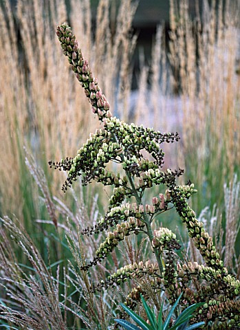 SEED_HEADS_AT_BURY_COURT__HAMPSHIRE__IN_AUTUMN