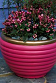 TERRACOTTA CONTAINER PAINTED PINK AND GOLD  PLANTED WITH WINTER FLOWERING PINK PERNETTYA. DESIGNER: CLARE MATTHEWS