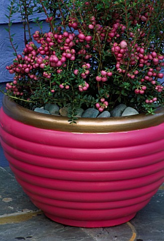 TERRACOTTA_CONTAINER_PAINTED_PINK_AND_GOLD__PLANTED_WITH_WINTER_FLOWERING_PINK_PERNETTYA_DESIGNER_CL