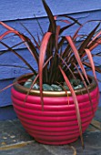 TERRACOTTA CONTAINER PAINTED PINK AND GOLD  PLANTED WITH PHORMIUM RAINBOW JESTER. DESIGNER: CLARE MATTHEWS