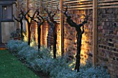 GARDEN DESIGNED BY CLAIRE MEE  LIT UP AT NIGHT: STANDARD GRAPE VINES AND LAVENDER BESIDE WALL WITH WOODEN TRELLIS