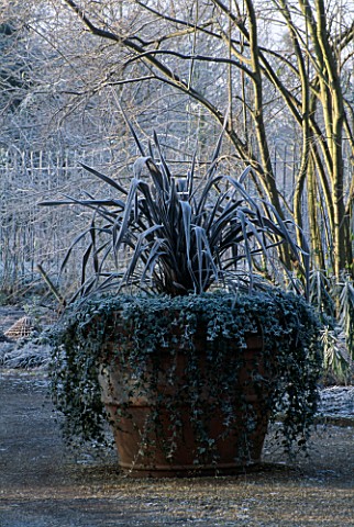 TERRACOTTA_CONTAINER_FROSTED_UP_WITH_PHORMIUM_AND_IVY_AT_THE_OXFORD_BOTANIC_GARDEN__OXFORD